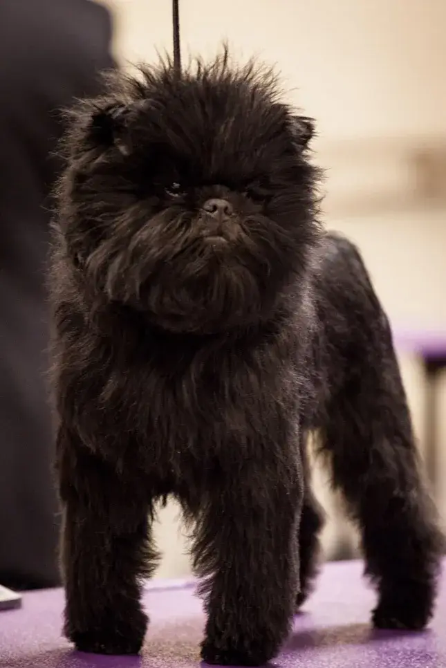 Affenpinscher photo
