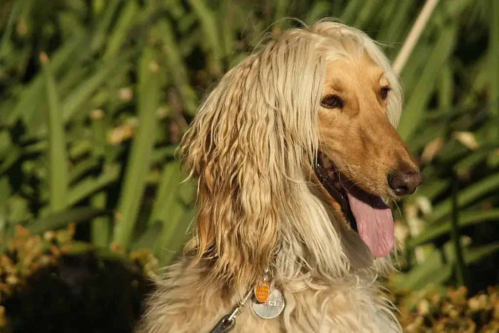 Afghan Hound photo