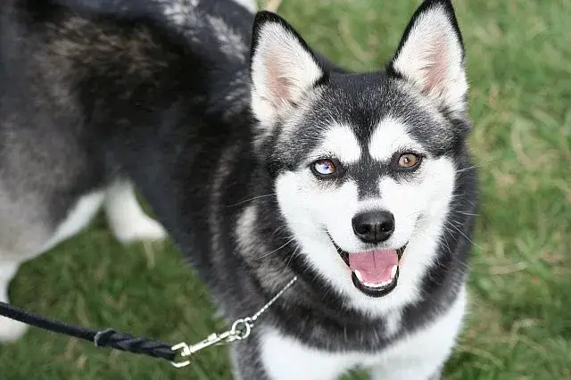 Alaskan Klee Kai photo