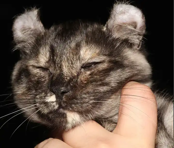American Curl photo