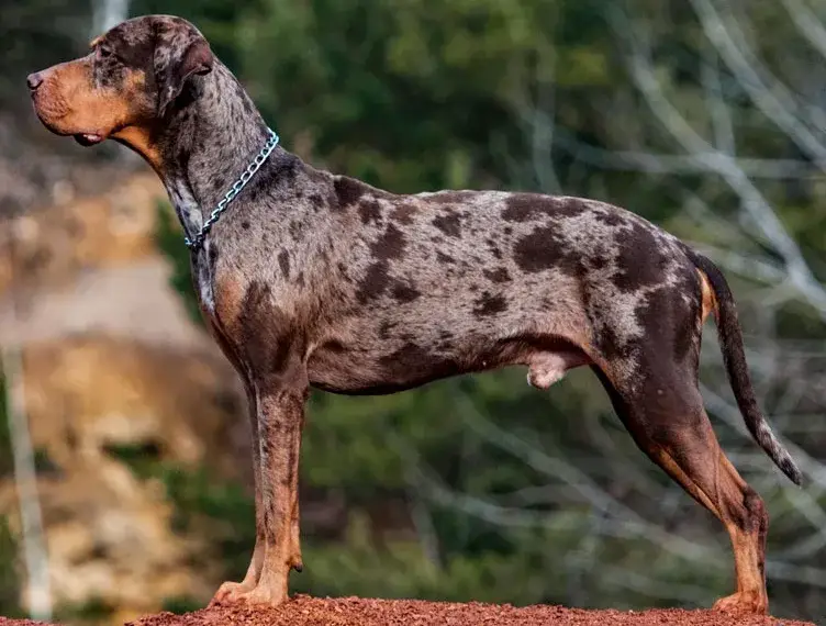 American Leopard Hound photo