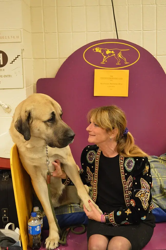 Anatolian Shepherd Dog photo
