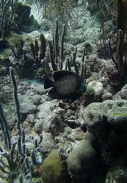 Angelfish (Marine) photo