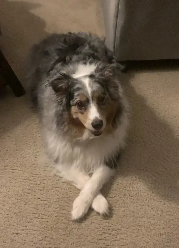 Australian Shepherd photo