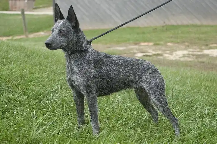 Australian Stumpy Tail Cattle Dog photo