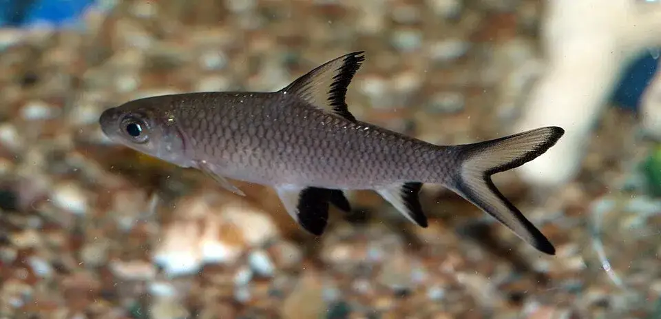 Bala Shark photo