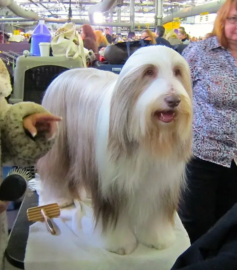Bearded Collie photo