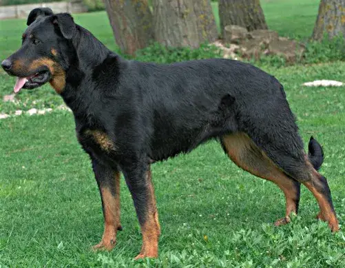 Beauceron photo