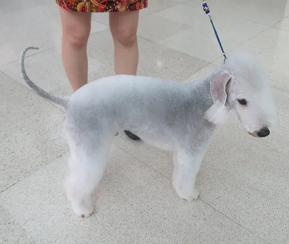 Bedlington Terrier photo