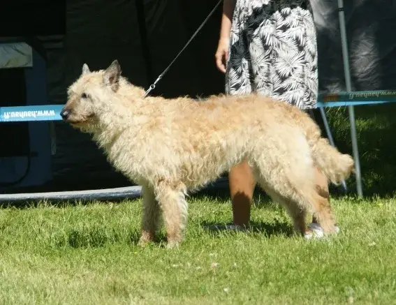Belgian Laekenois photo