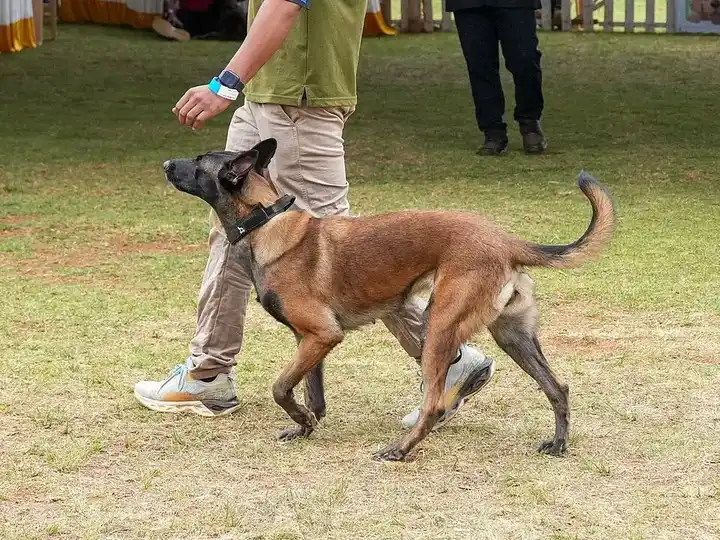 Belgian Malinois photo