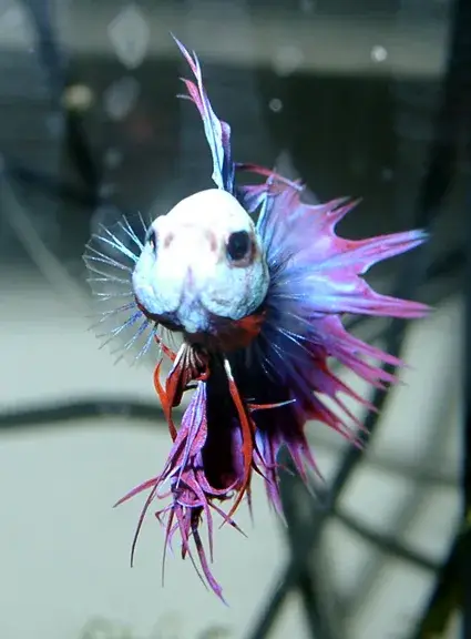 Betta Splendens photo