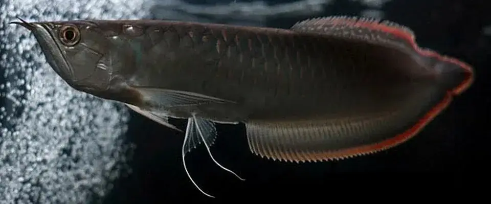 Black Arowana photo