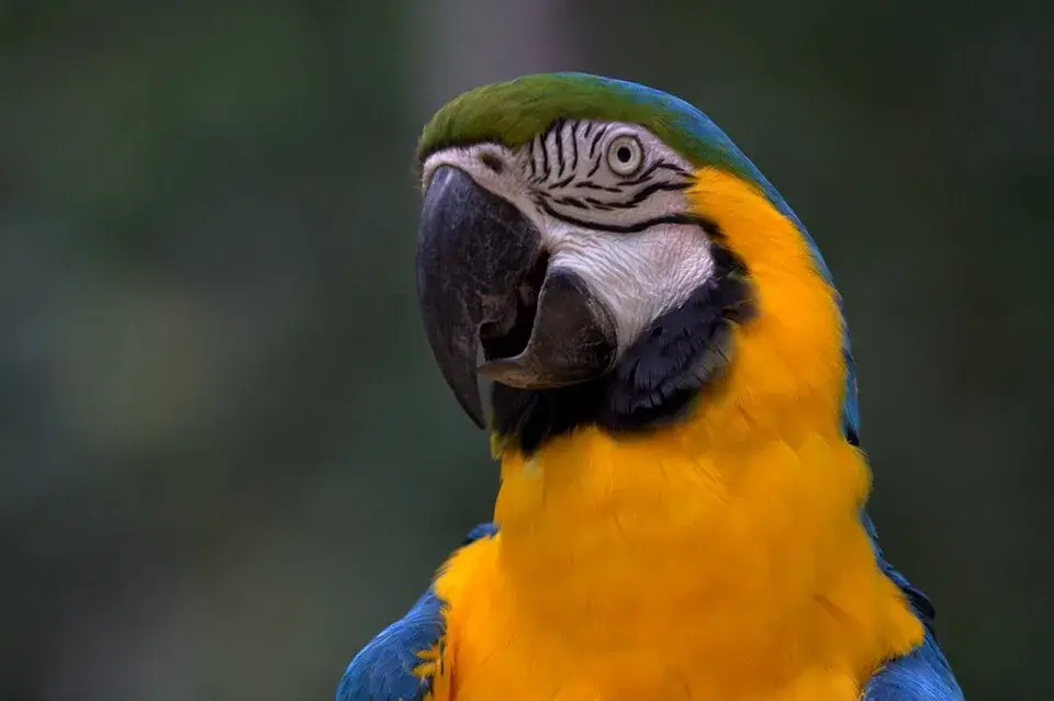 Blue-and-Gold Macaw photo