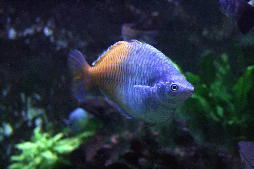 Boesemani Rainbowfish photo