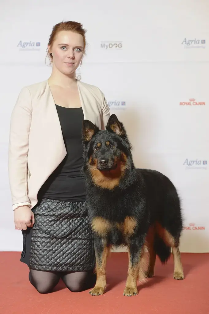 Bohemian Shepherd photo
