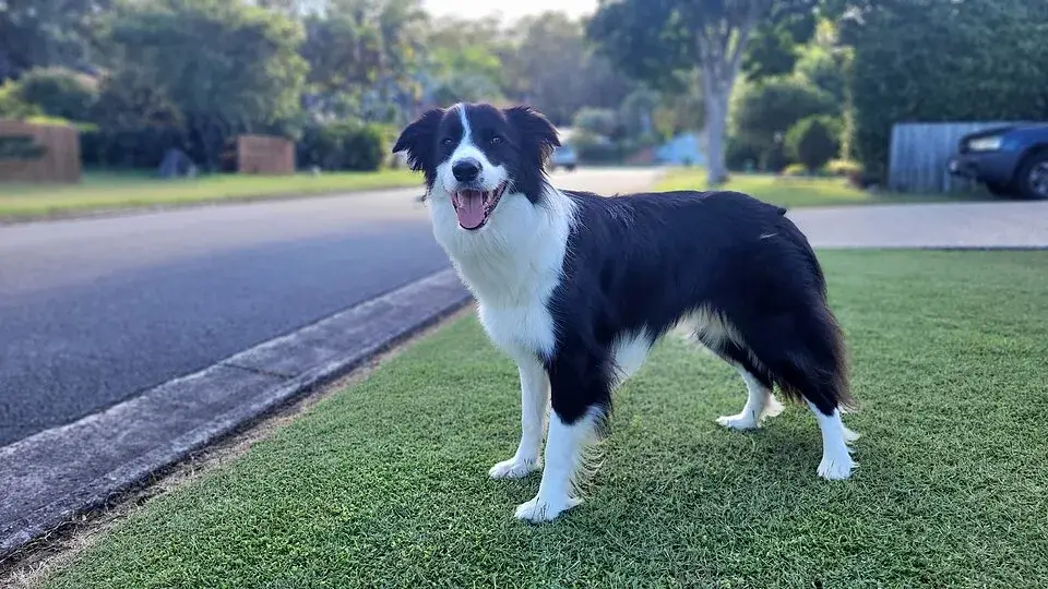 Border Collie photo