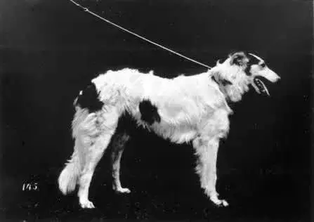 Borzoi photo