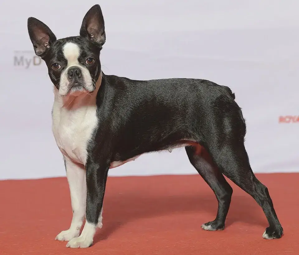 Boston Terrier photo