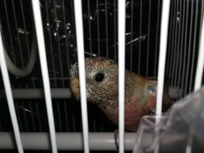 Bourke's Parakeet photo