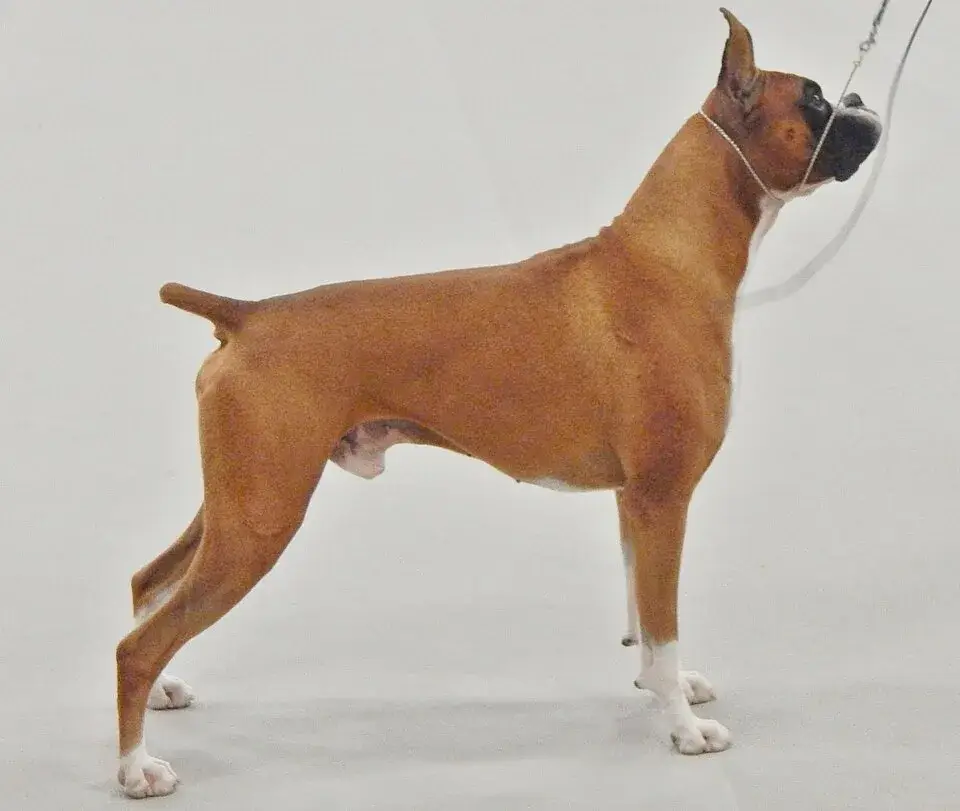 Boxer photo