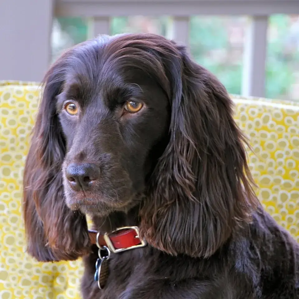 Boykin Spaniel photo