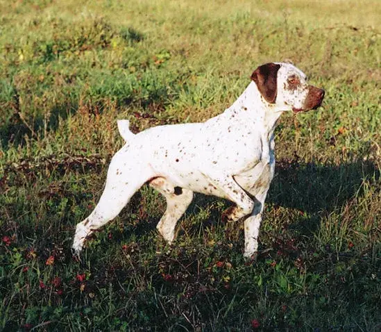 Braque du Bourbonnais photo