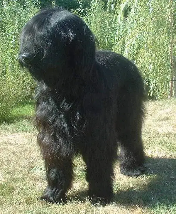 Briard photo