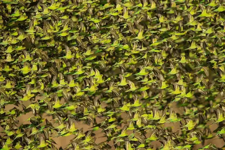 Budgerigar photo