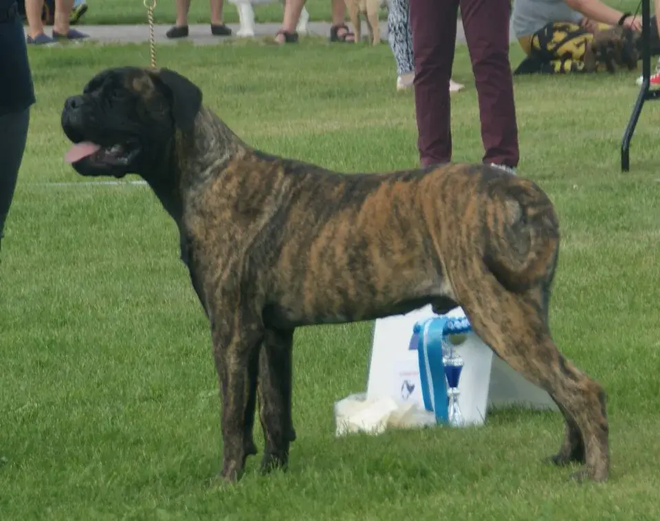 Bullmastiff photo