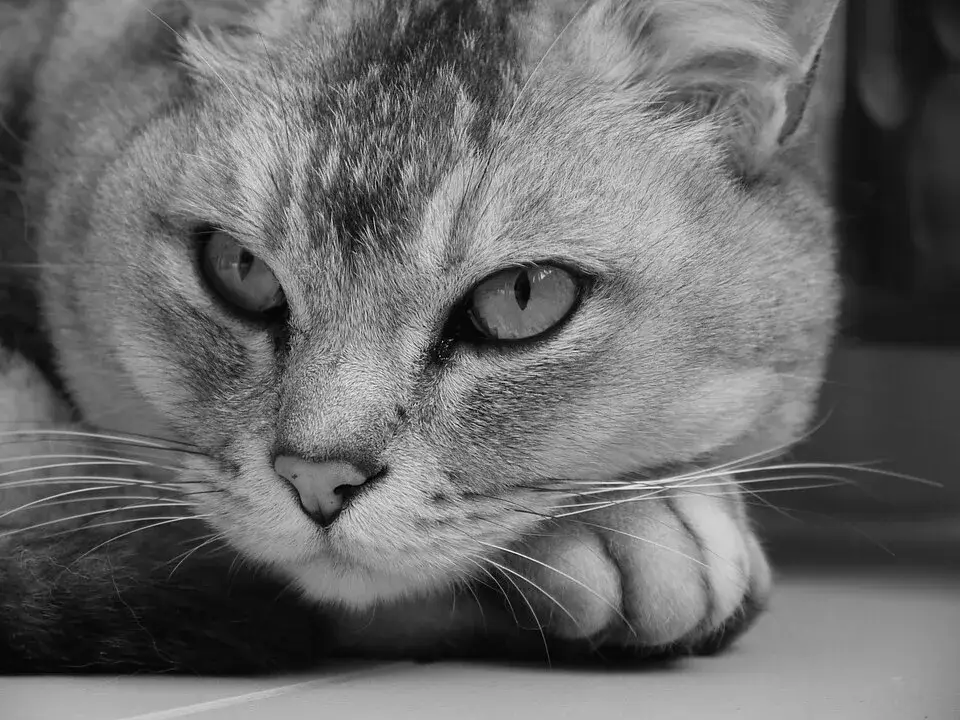 Burmilla photo