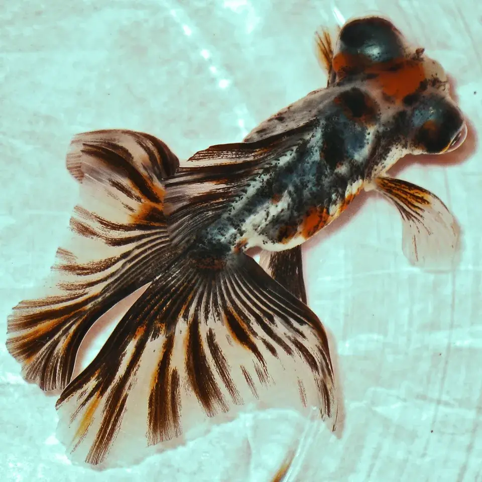 Butterfly Tail Goldfish photo