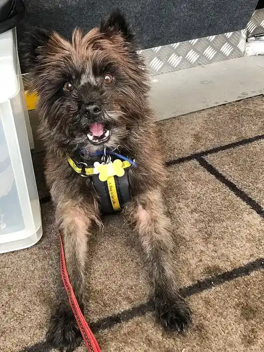 Cairn Terrier photo