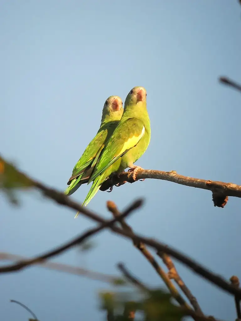 Canary-Winged Parakeet photo