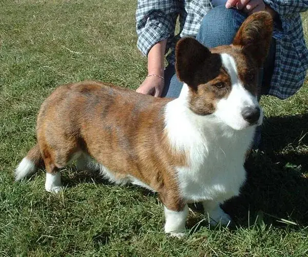 Cardigan Welsh Corgi photo
