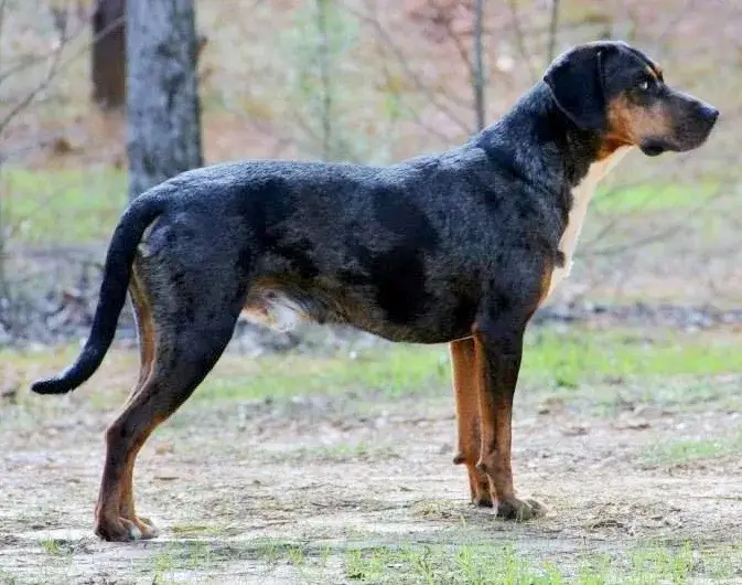 Catahoula Leopard Dog photo