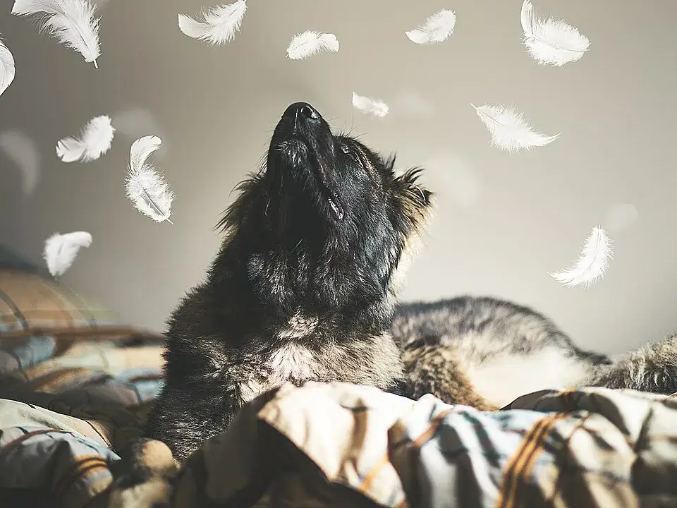 Caucasian Shepherd Dog photo