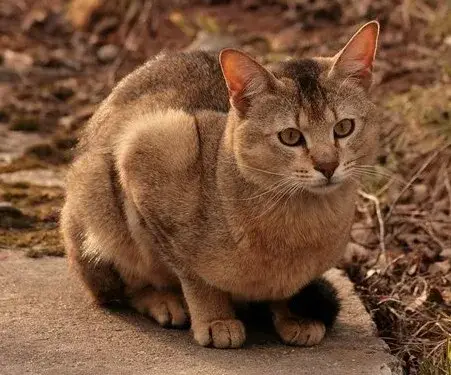 Chausie photo