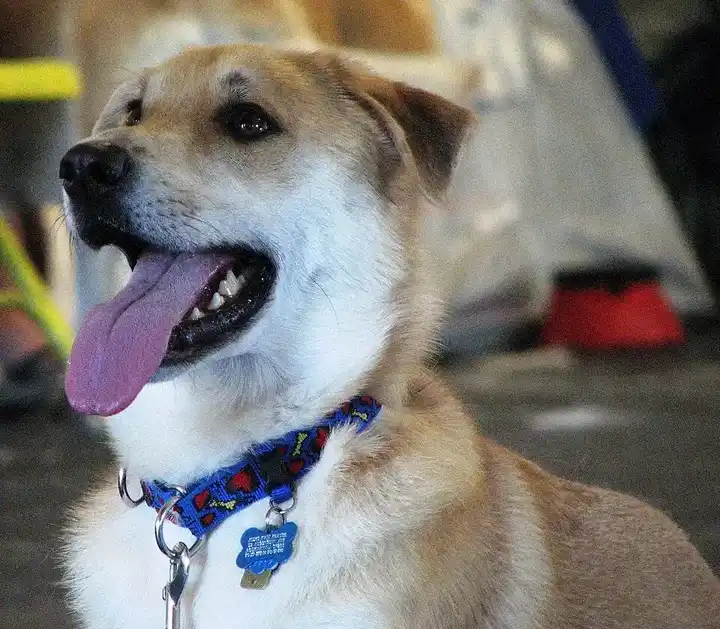 Chinook photo