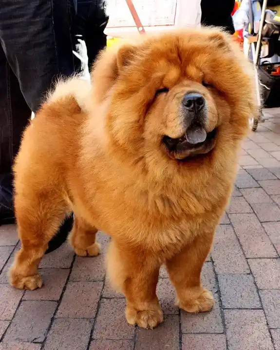 Chow Chow photo
