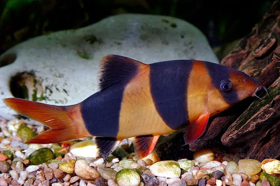 Clown Loach photo