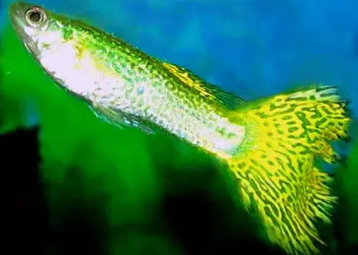 Cobra Guppy photo