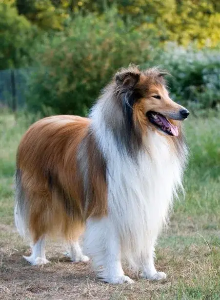Collie photo