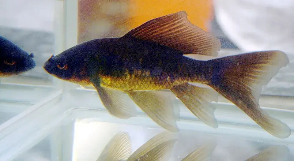 Comet Goldfish photo
