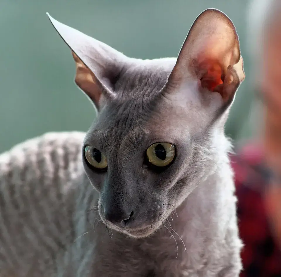 Cornish Rex photo