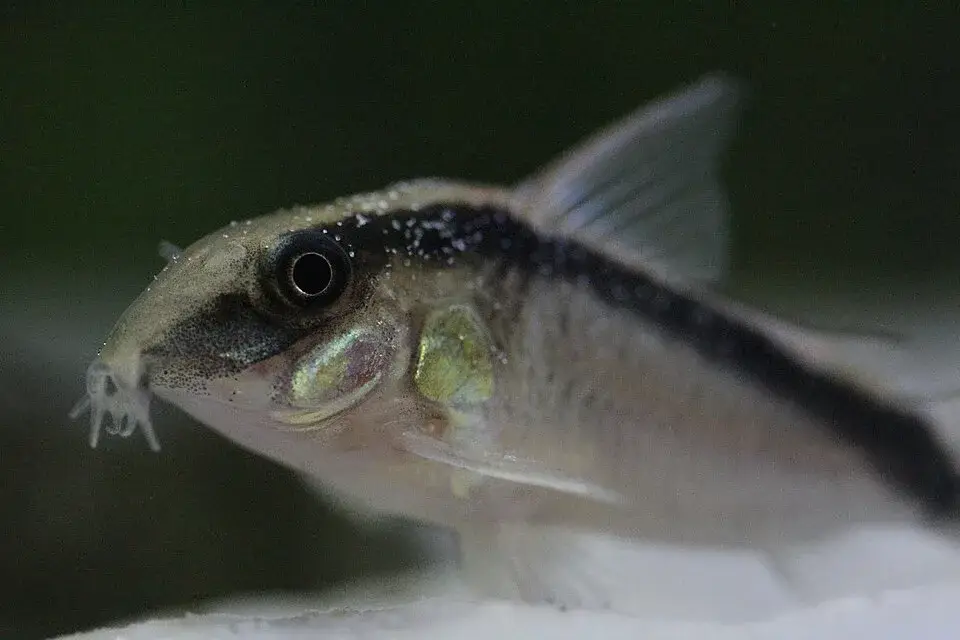 Cory Catfish photo