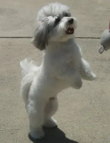 Coton de Tulear photo