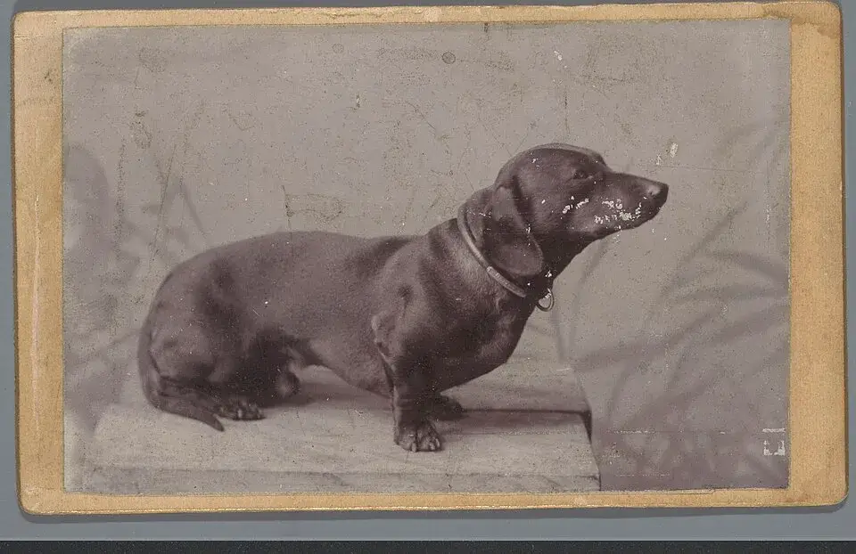 Dachshund photo