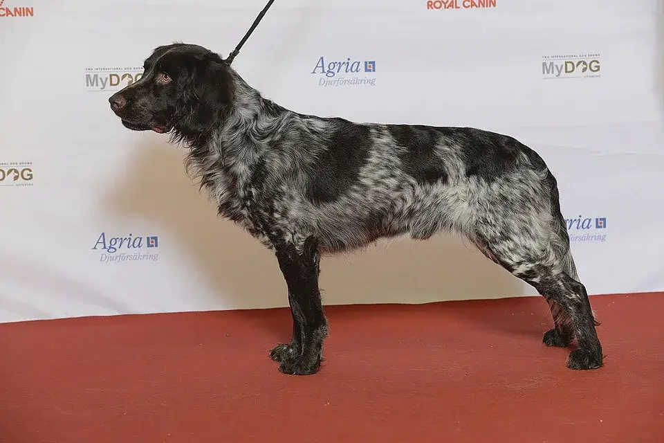 Deutscher Wachtelhund photo