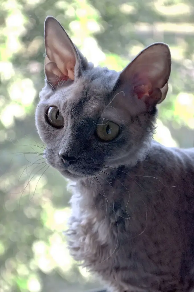 Devon Rex photo
